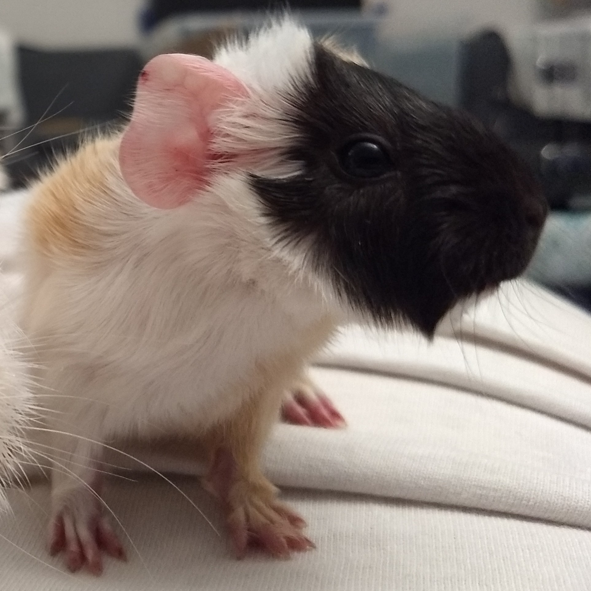 A picture of Dumile, a baby tri-colored tortoise patterned abyssinian guinea pig.