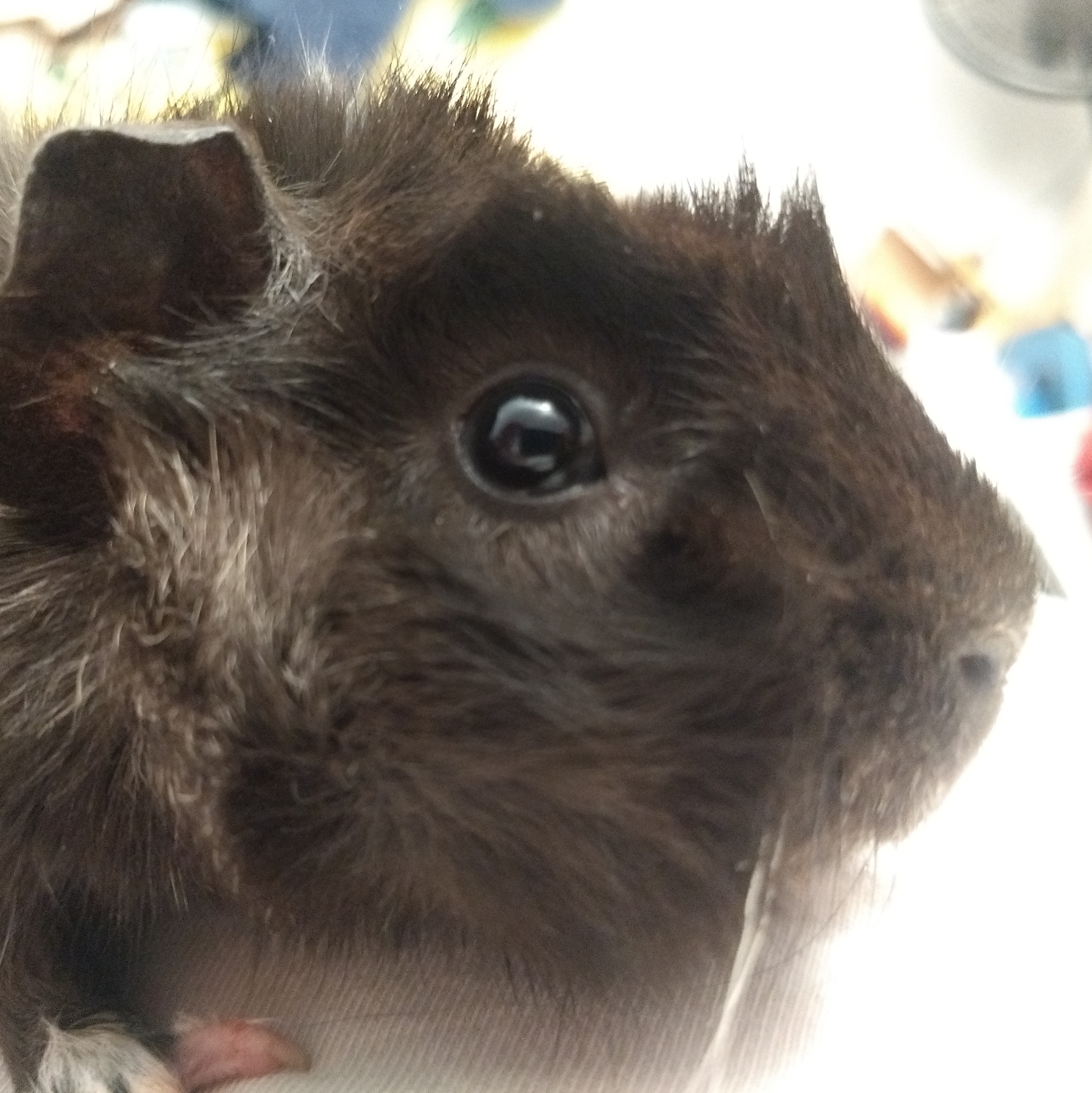 A picture of Baphy, a dark colored roan abyssinian guinea pig.