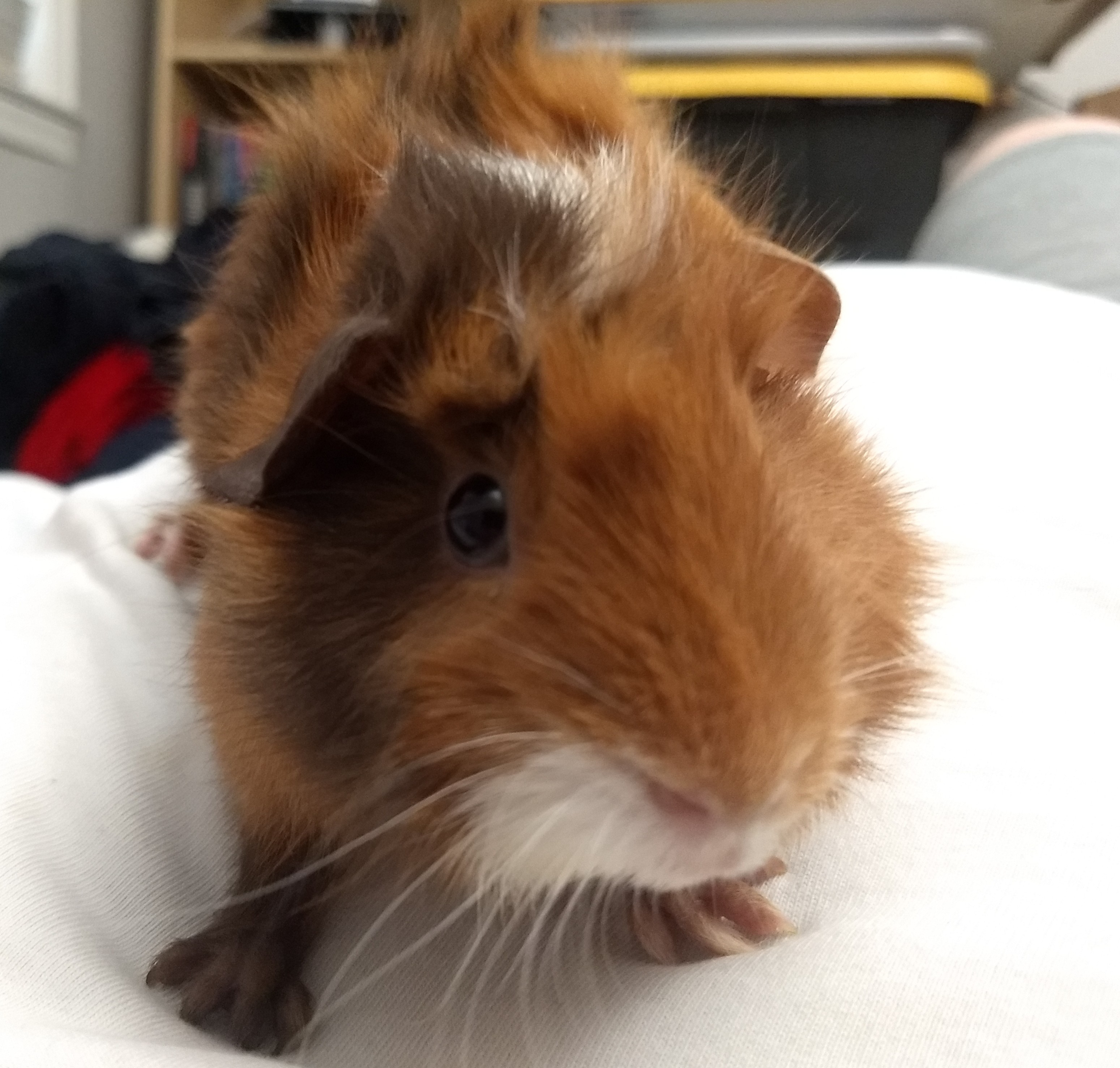 A picture of Miranda, a tri-colored, mainly red haired abyssinian guinea pig.