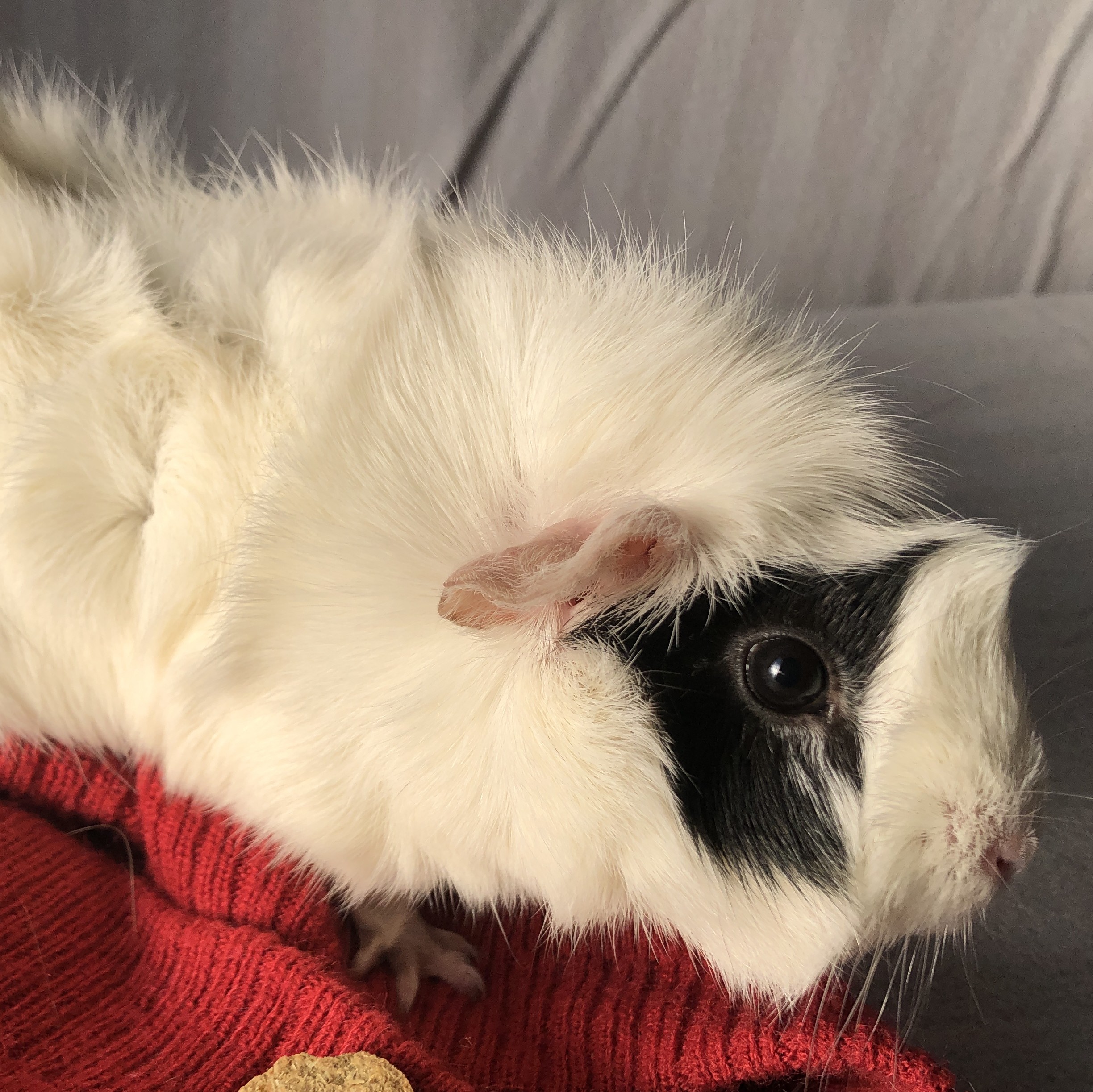 A picture of Dottie, a white and grey roan abyssinian guinea pig.