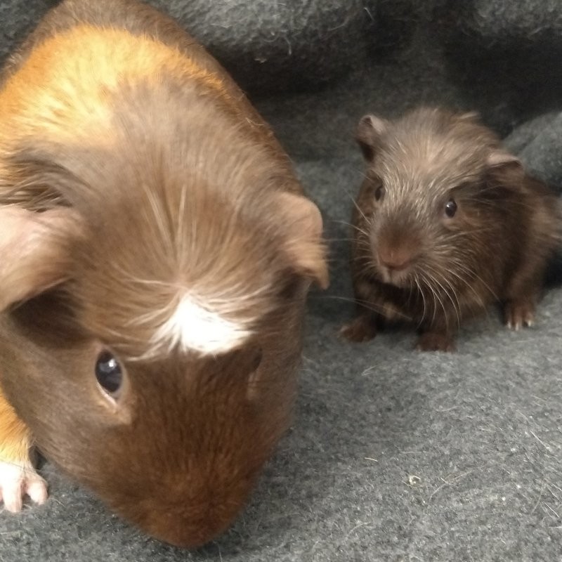 A picture of two guinea pigs, the mother named Frita and her baby Frittte.