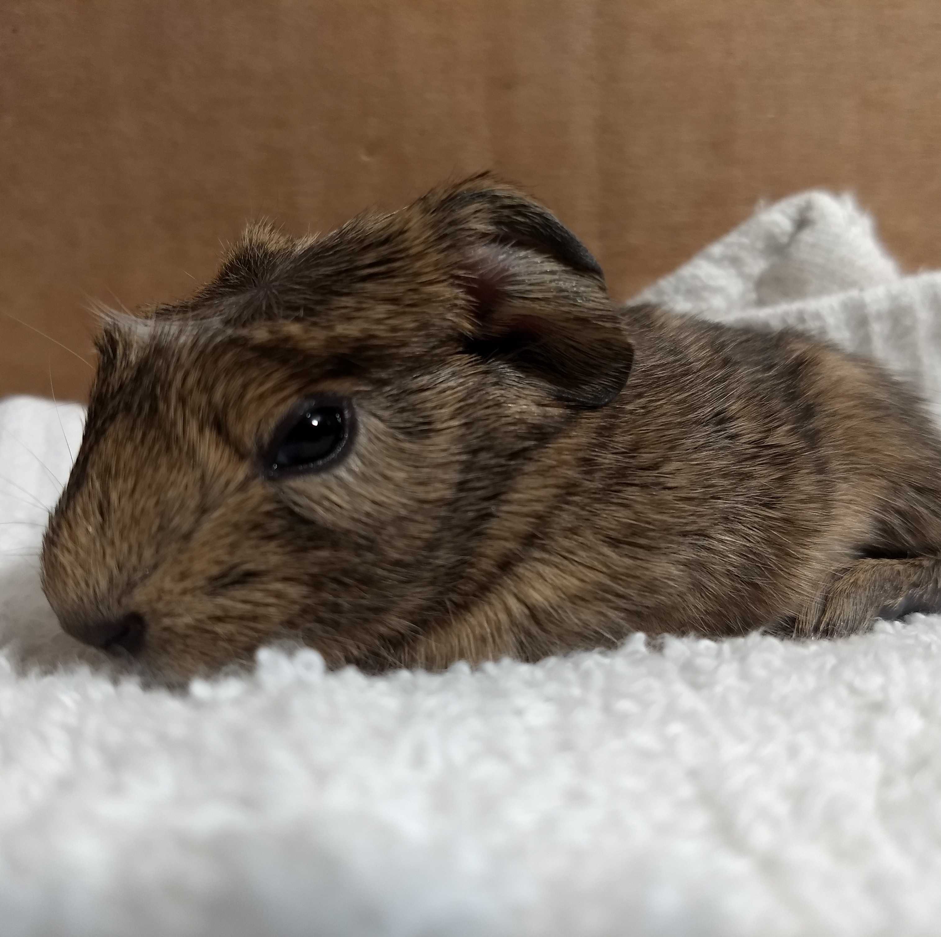 A picture of watts, a newborn short-haired roan brown guinea pig who is only a few hours old.