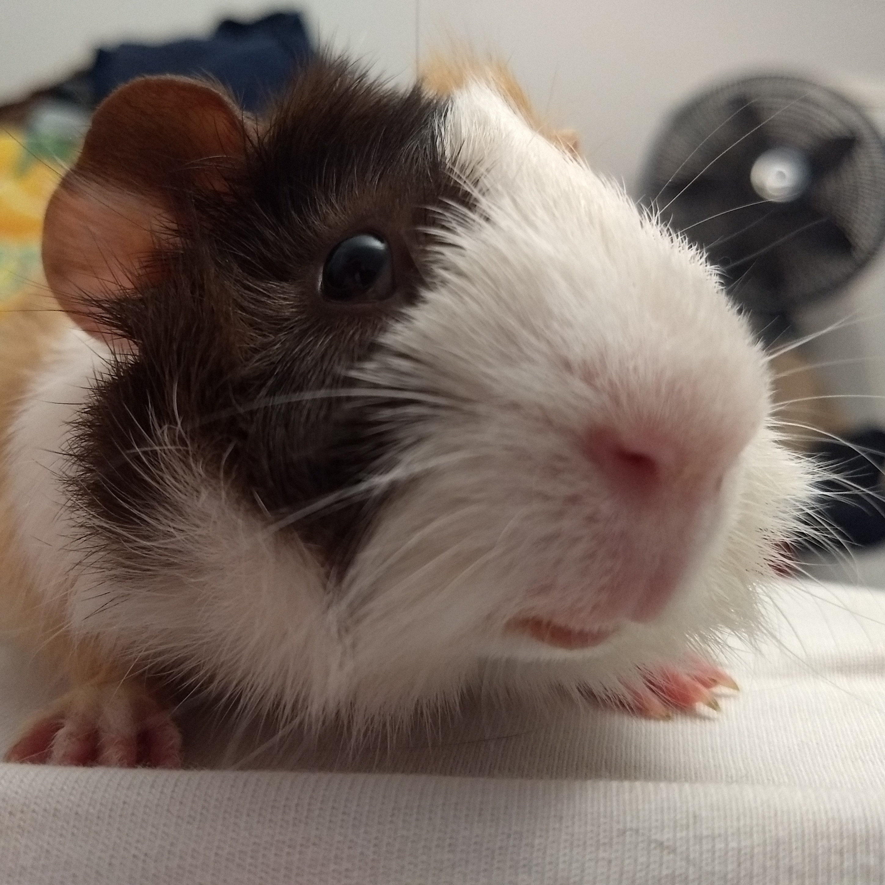 A picture of Inti, a tri-colored tortoise patterned abyssinian guinea pig.