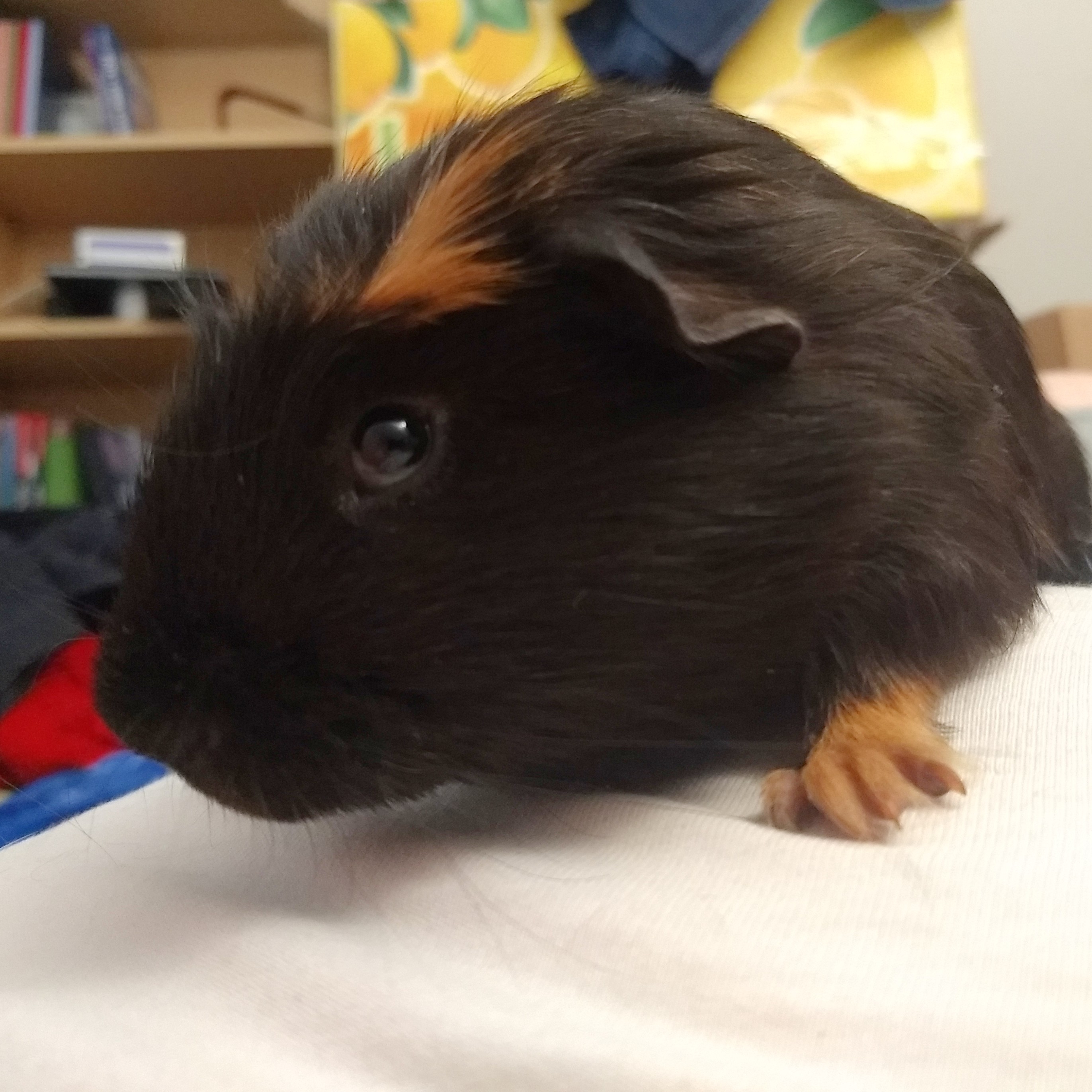 A picture of Qusqo, a black and creamed short-haired guinea pig.